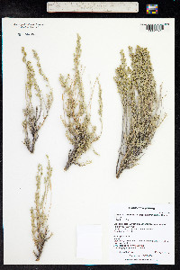 Artemisia tridentata image