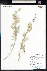 Lupinus sericeus image