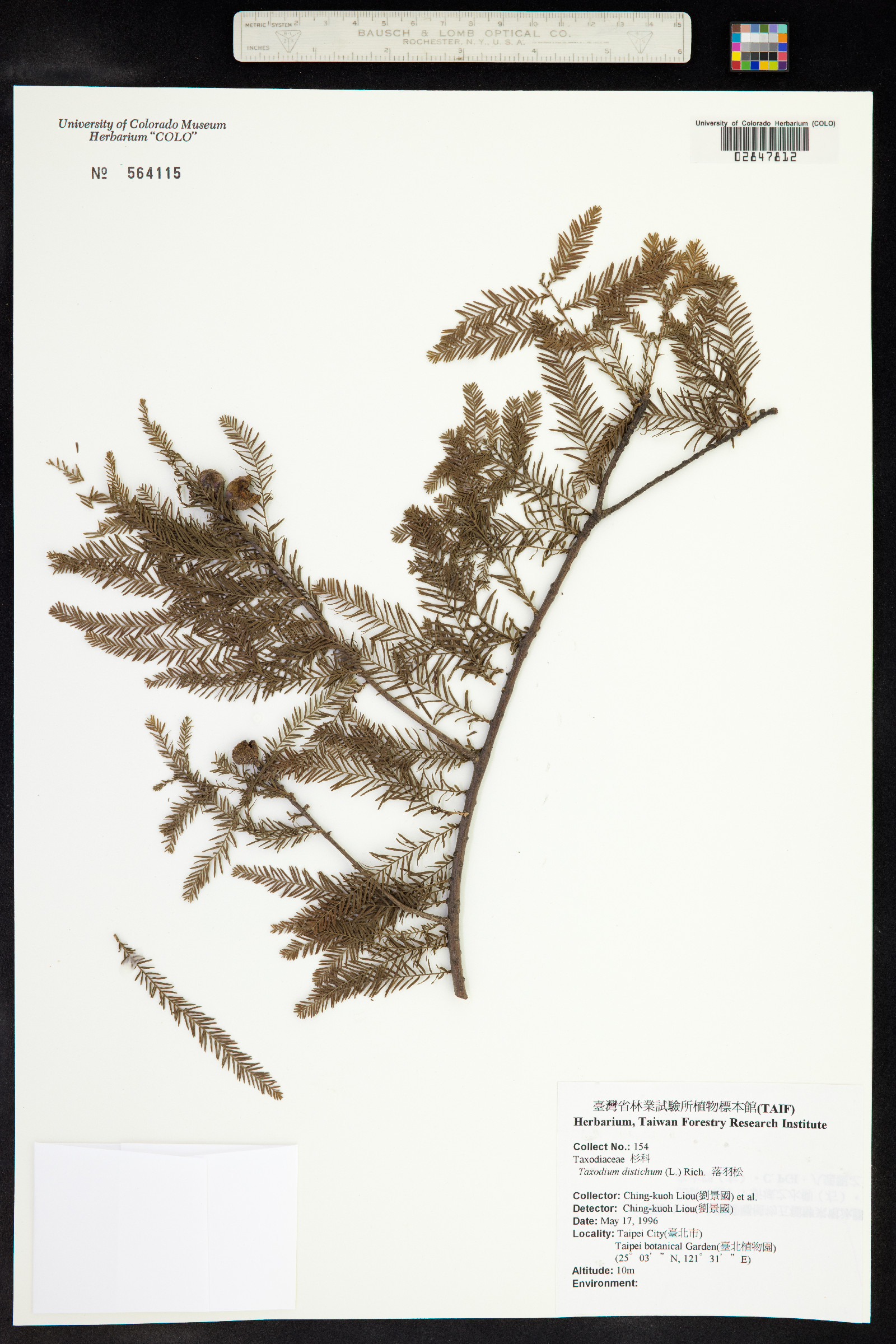 Taxodium distichum image