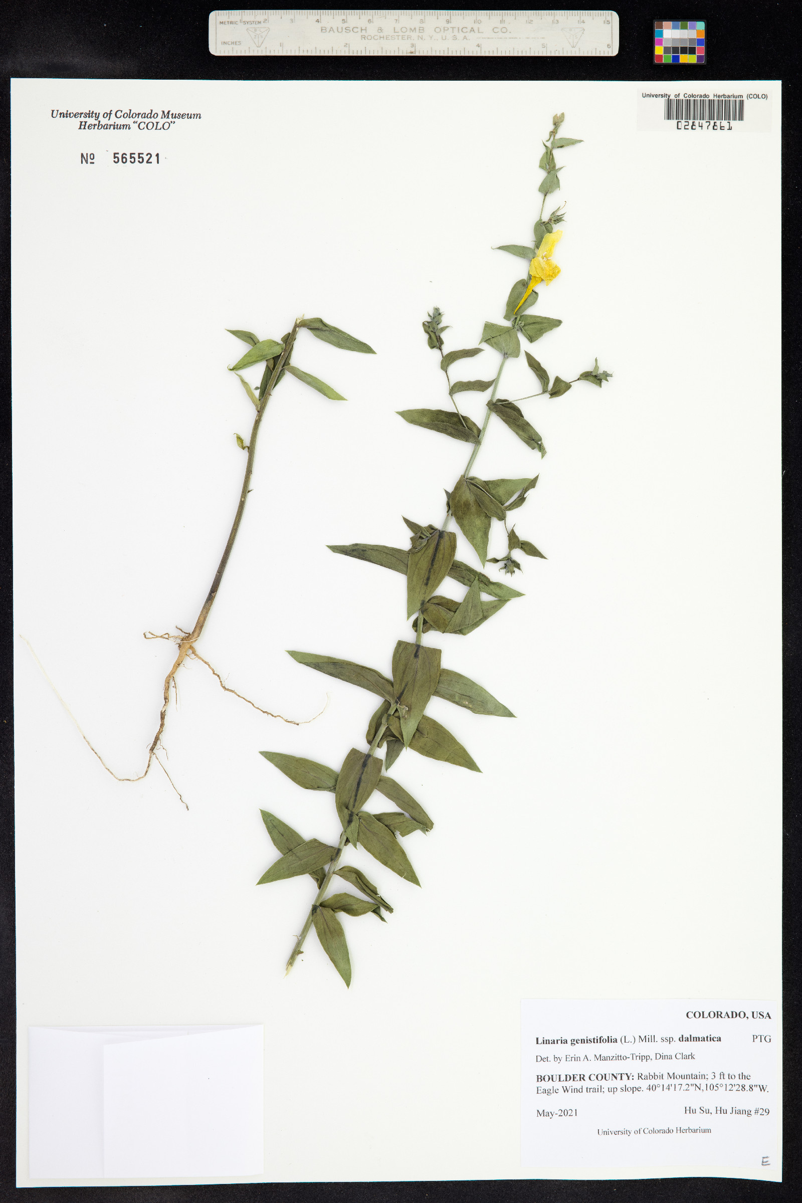 Linaria genistifolia image