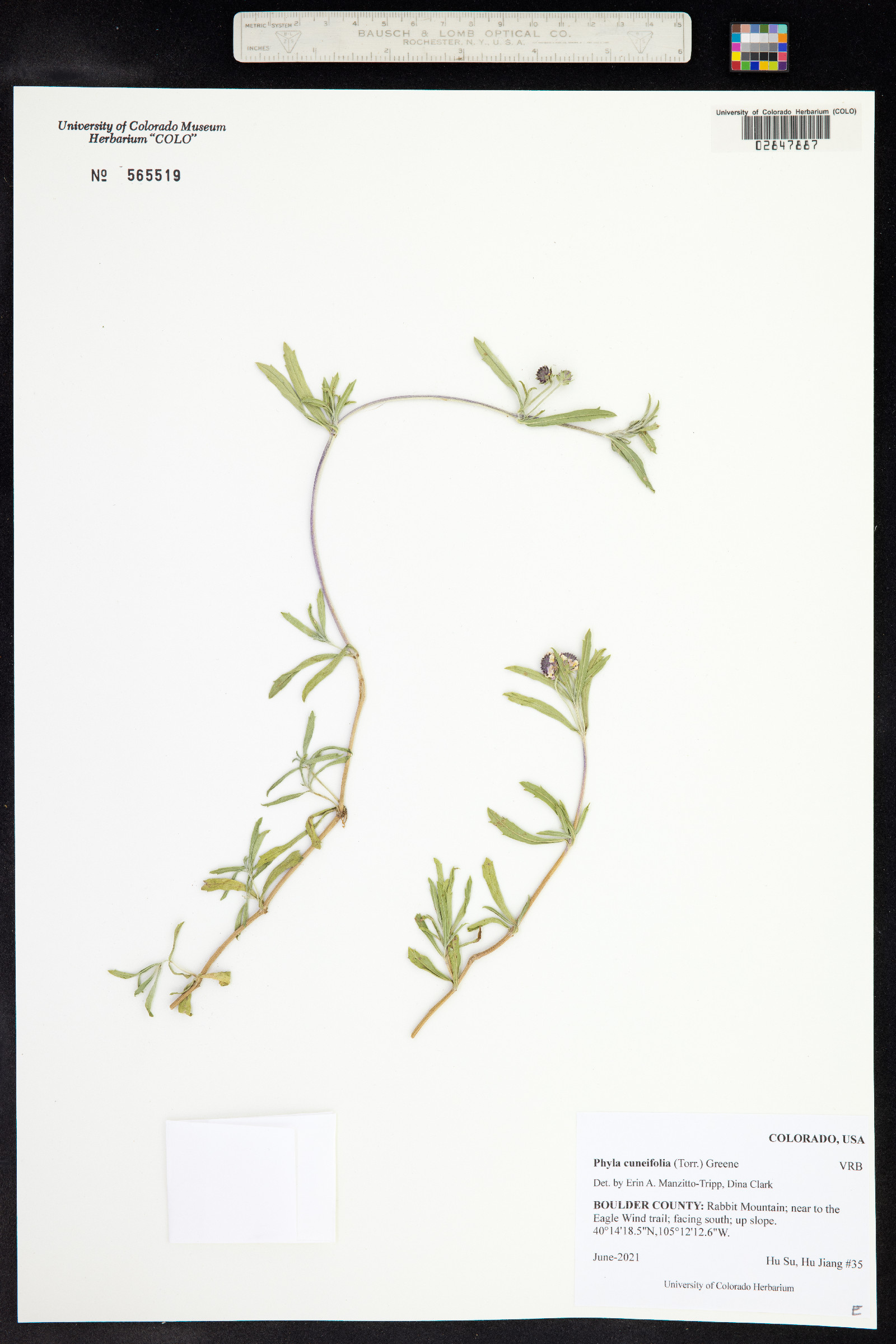 Phyla cuneifolia image