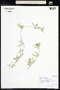 Phyla cuneifolia image