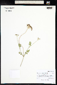 Musineon divaricatum image