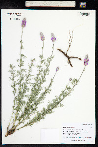Dalea purpurea image