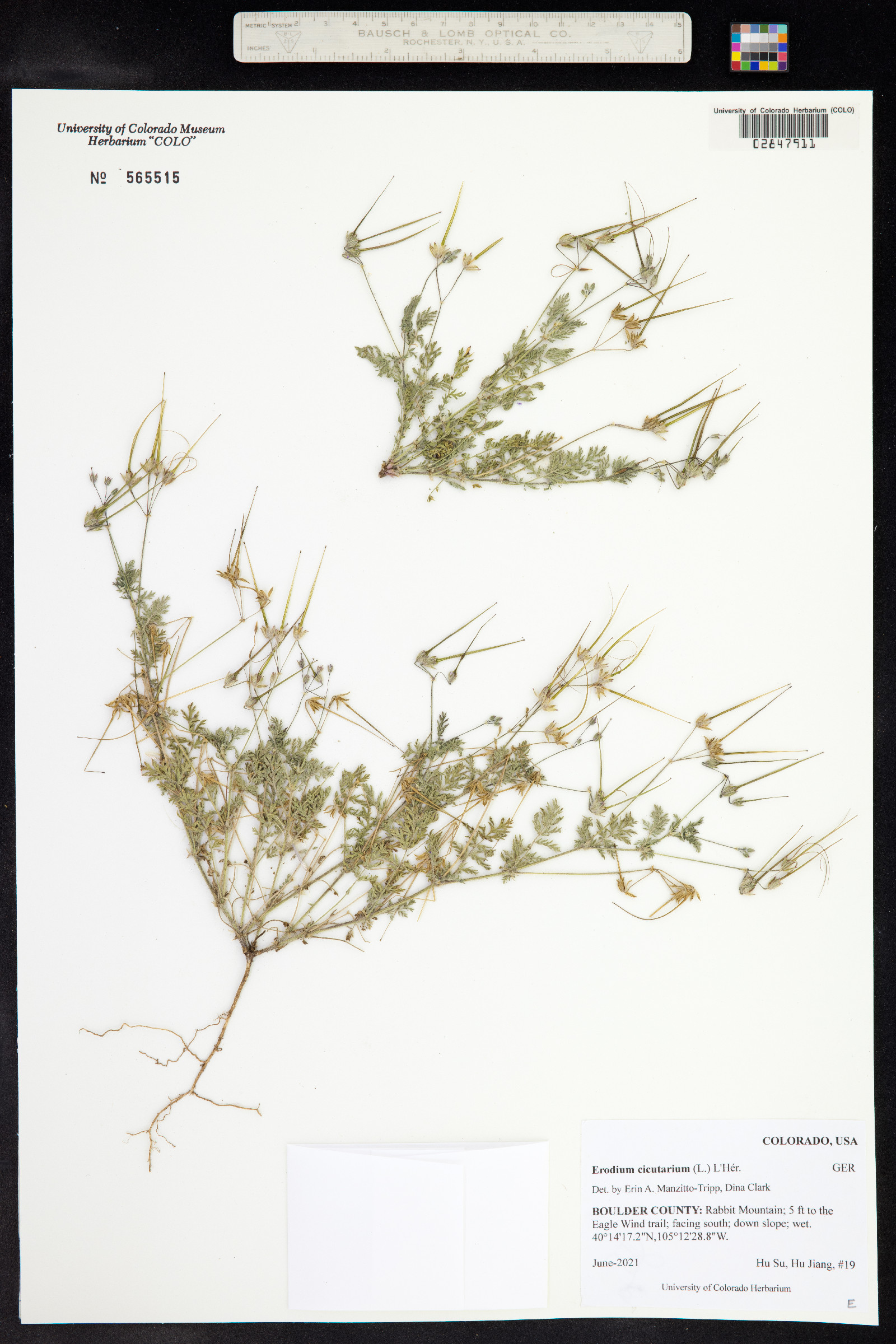 Erodium cicutarium image