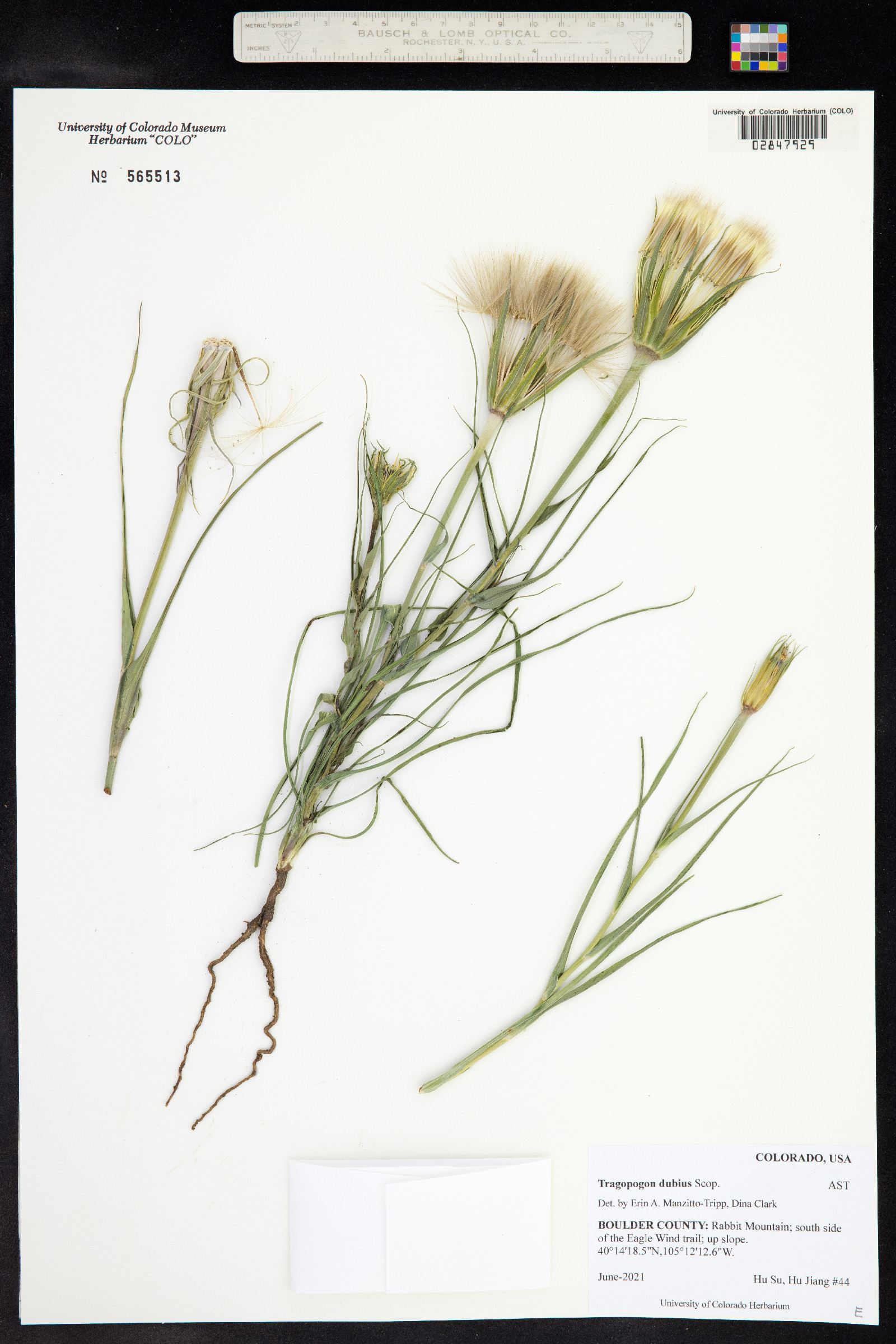 Tragopogon dubius image