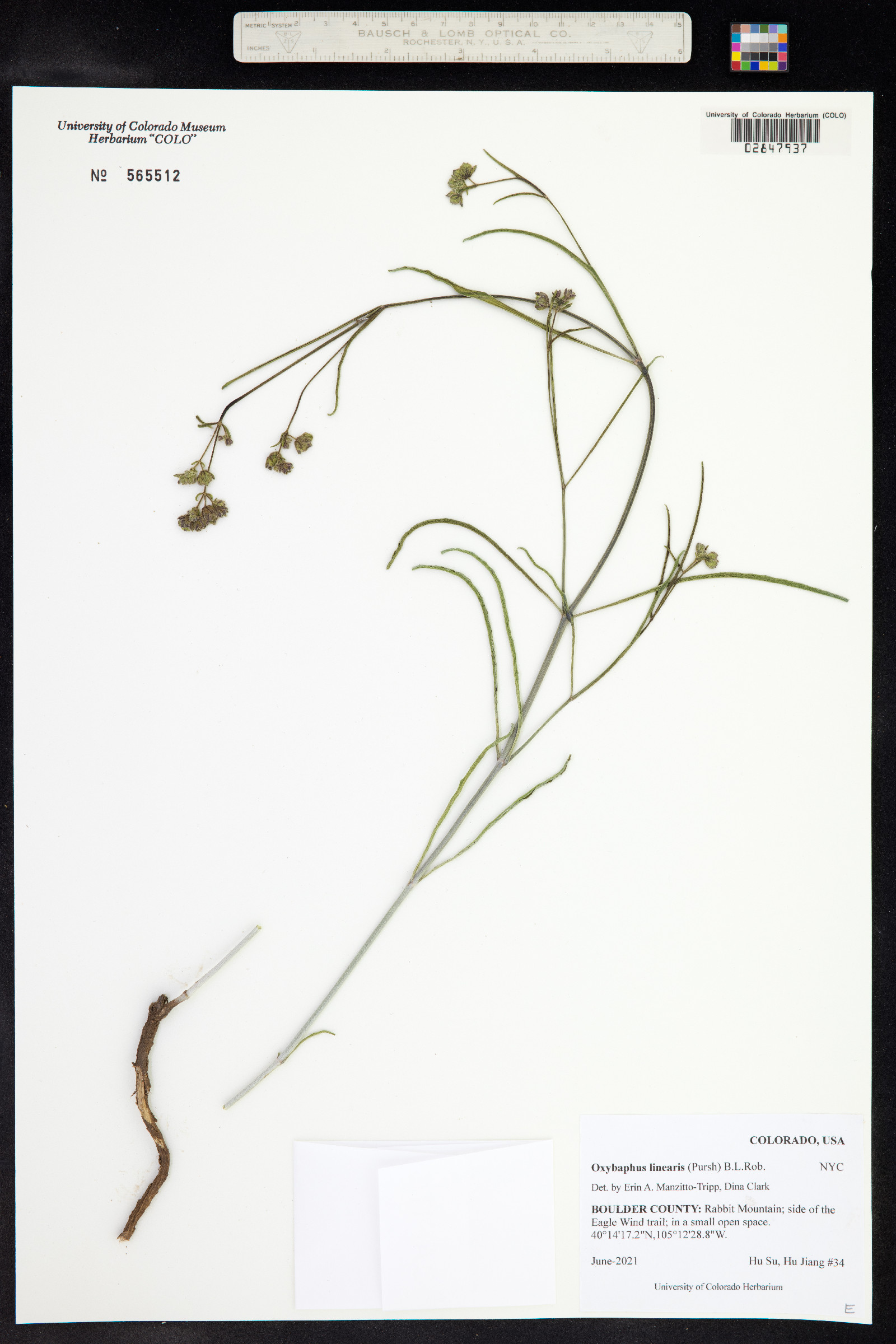 Mirabilis linearis var. linearis image