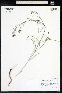 Mirabilis linearis var. linearis image
