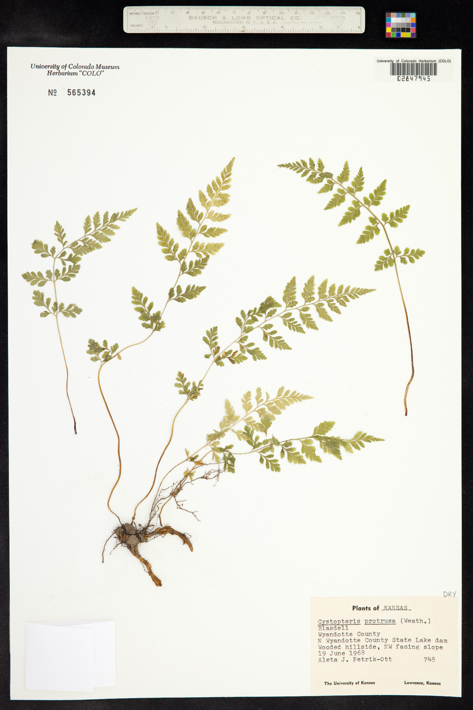 Cystopteris protrusa image