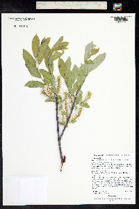 Salix lutea image