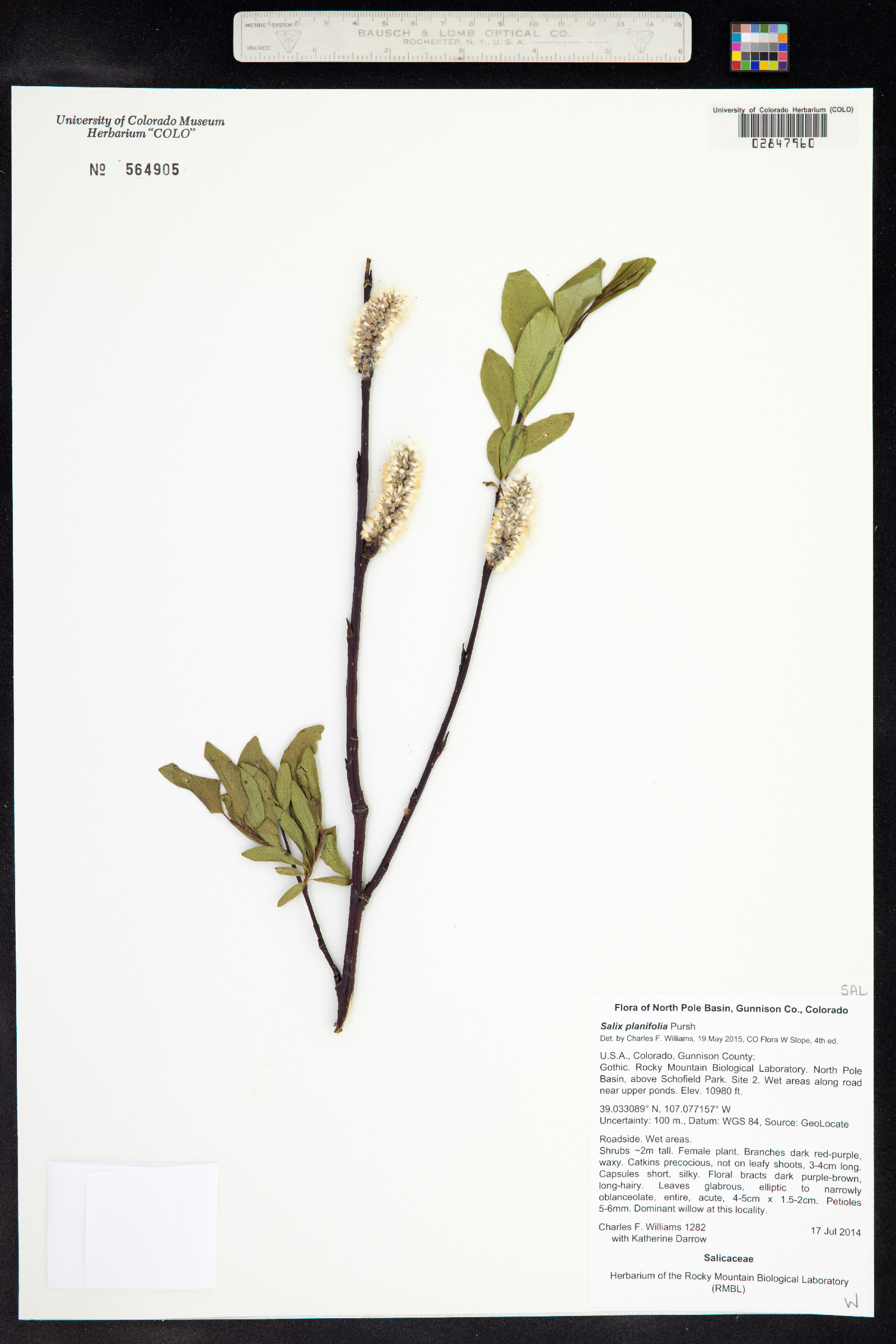 Salix planifolia image