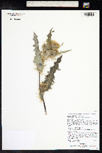 Cirsium eatonii image
