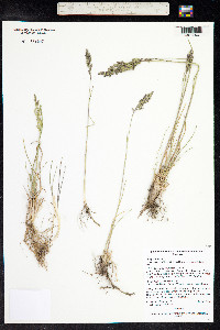 Poa pratensis image