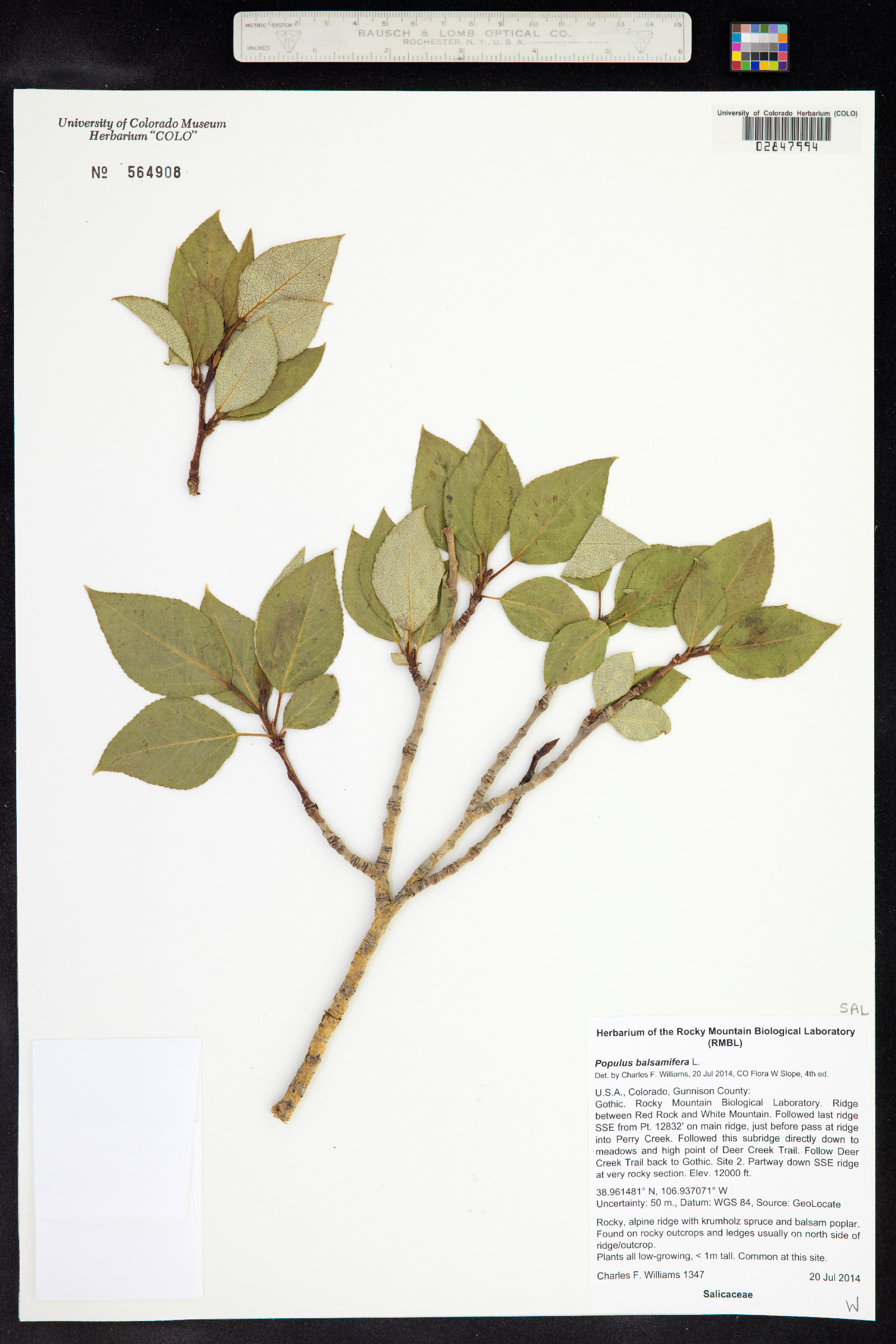 Populus balsamifera image