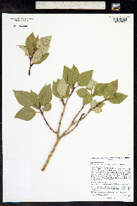 Populus balsamifera image