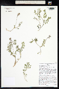 Astragalus robbinsii image