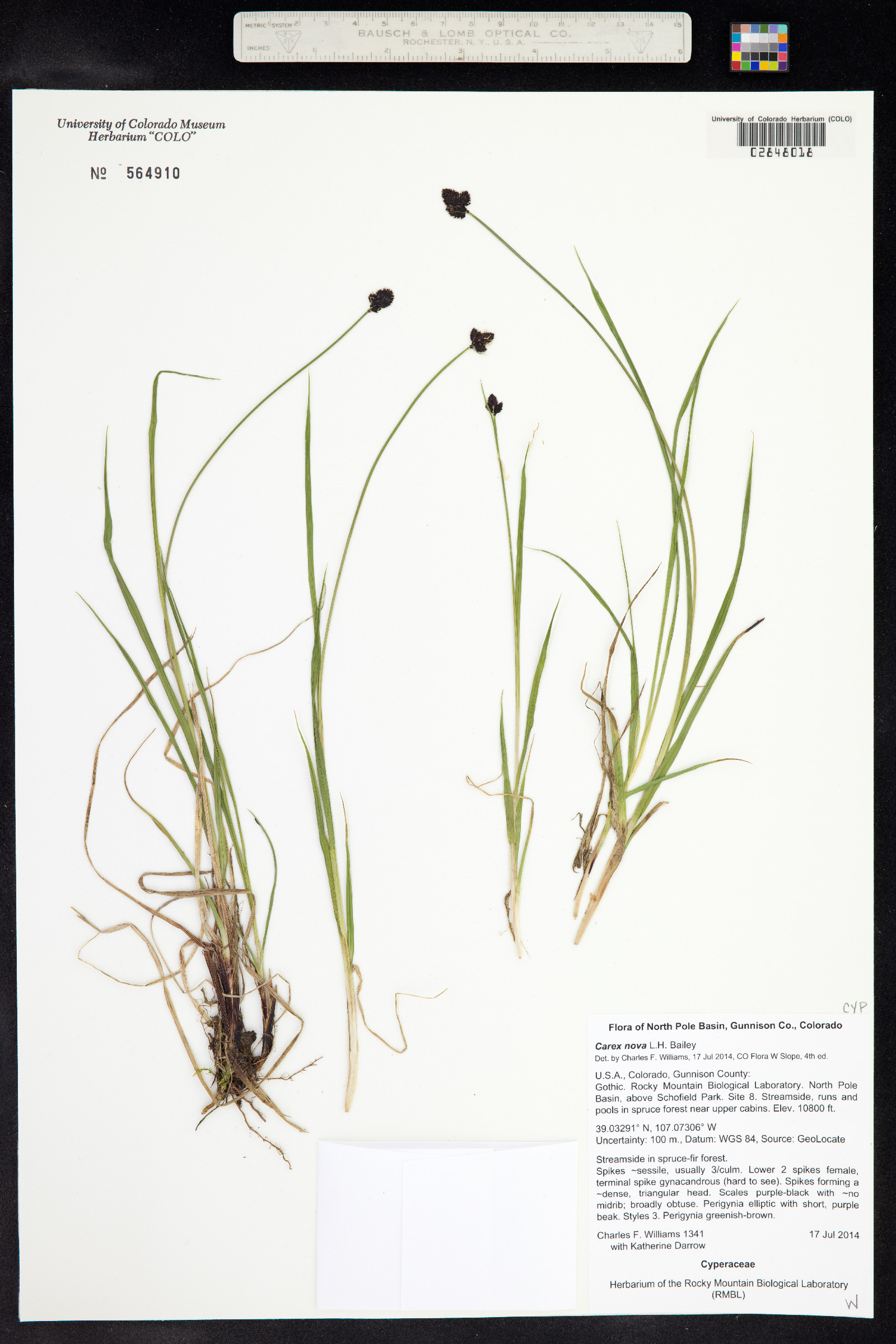 Carex nova image