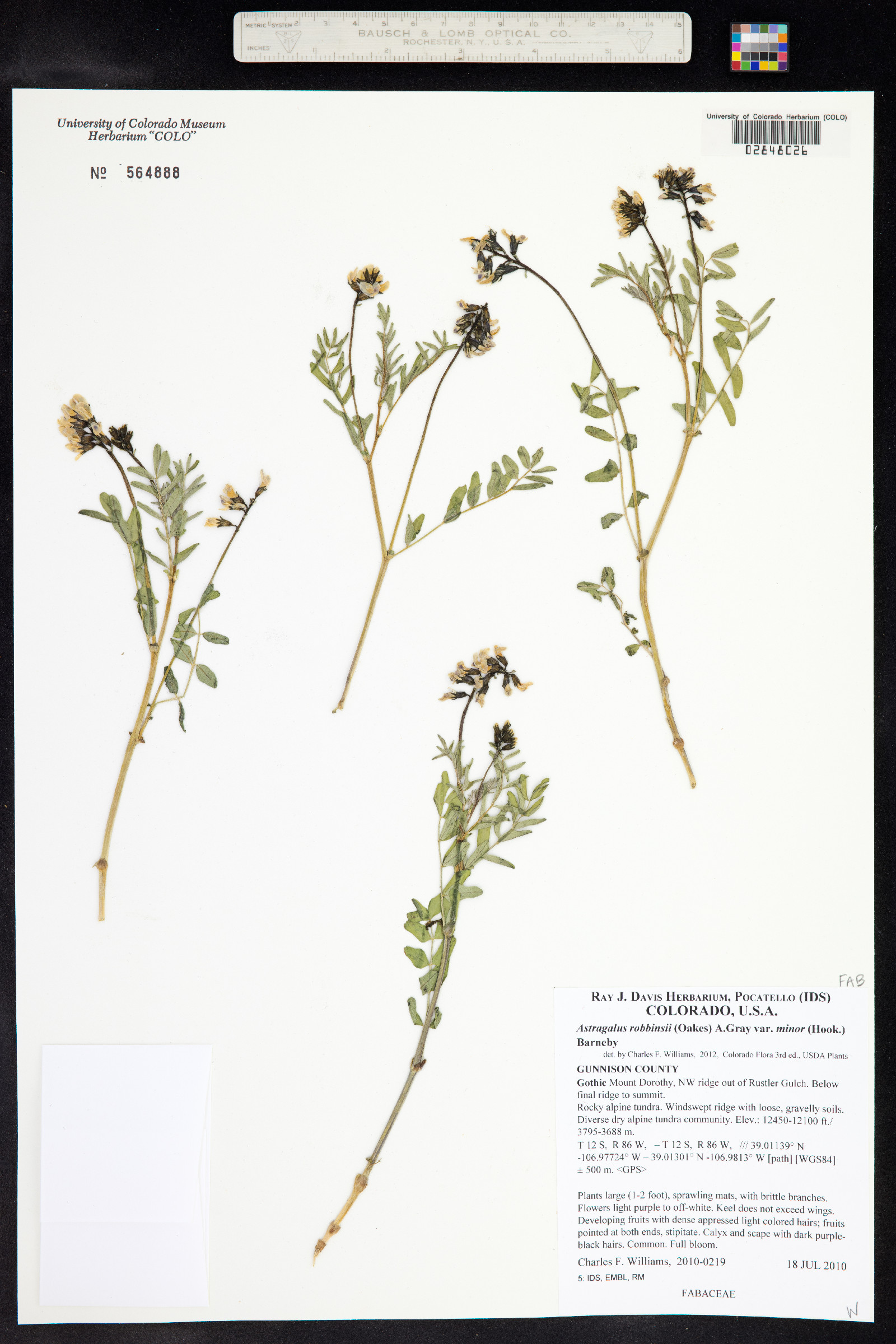 Astragalus robbinsii image