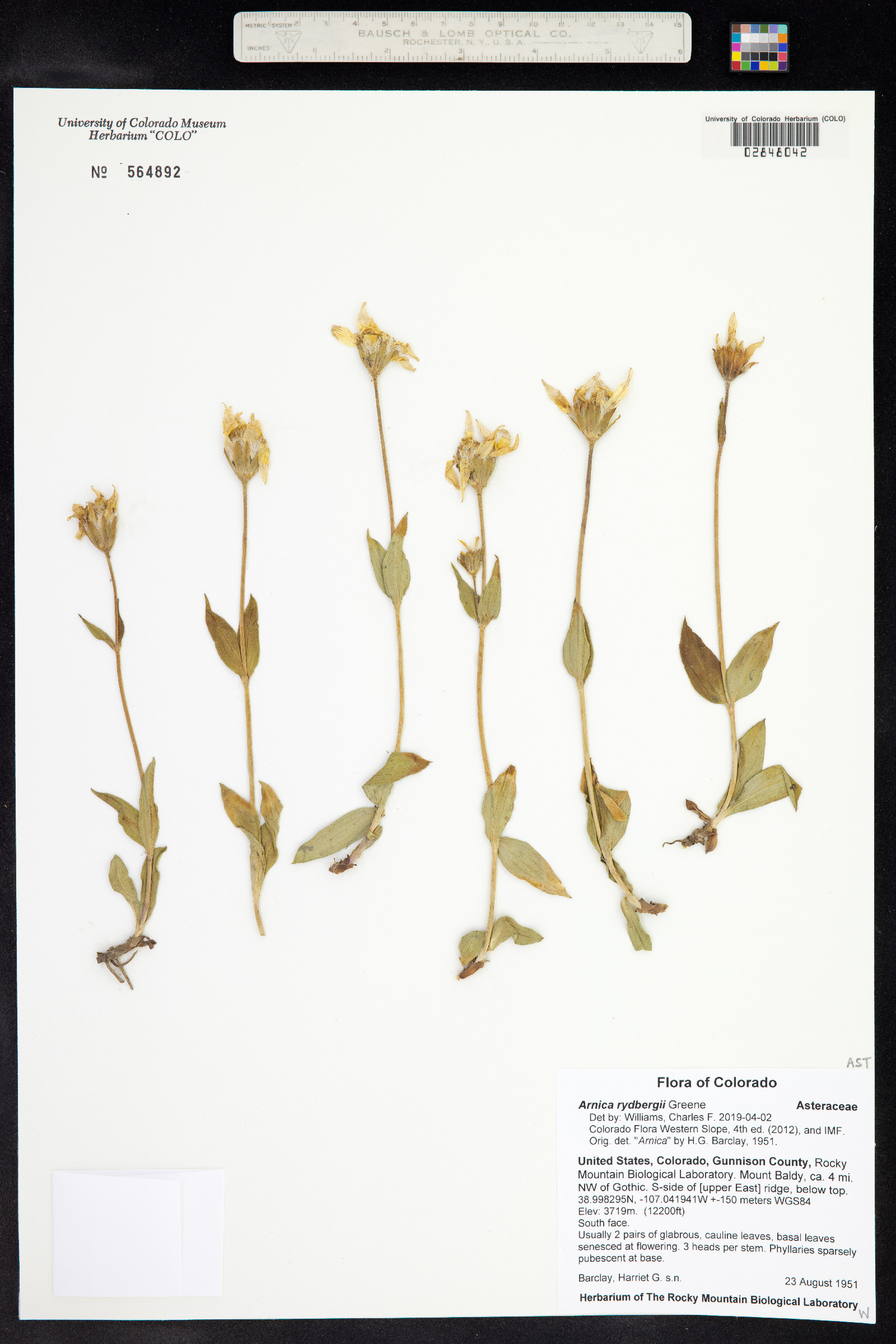 Arnica rydbergii image