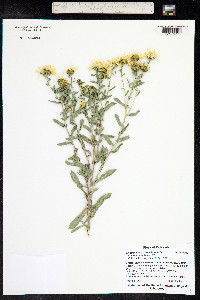 Grindelia squarrosa image