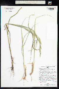 Bromus inermis image