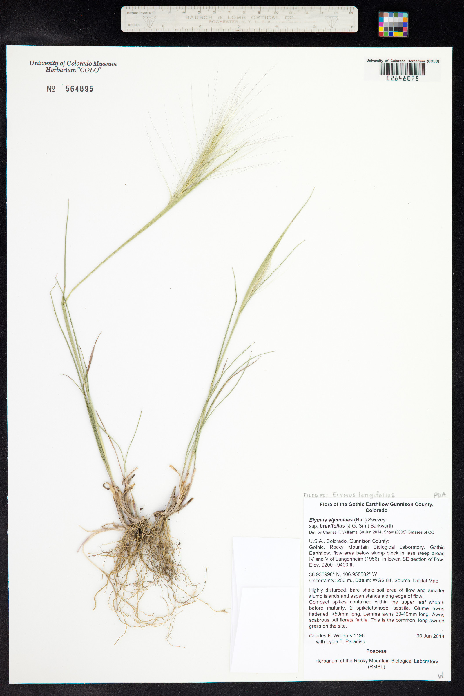 Elymus elymoides image