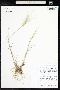 Elymus elymoides ssp. brevifolius image