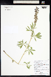 Lupinus argenteus image