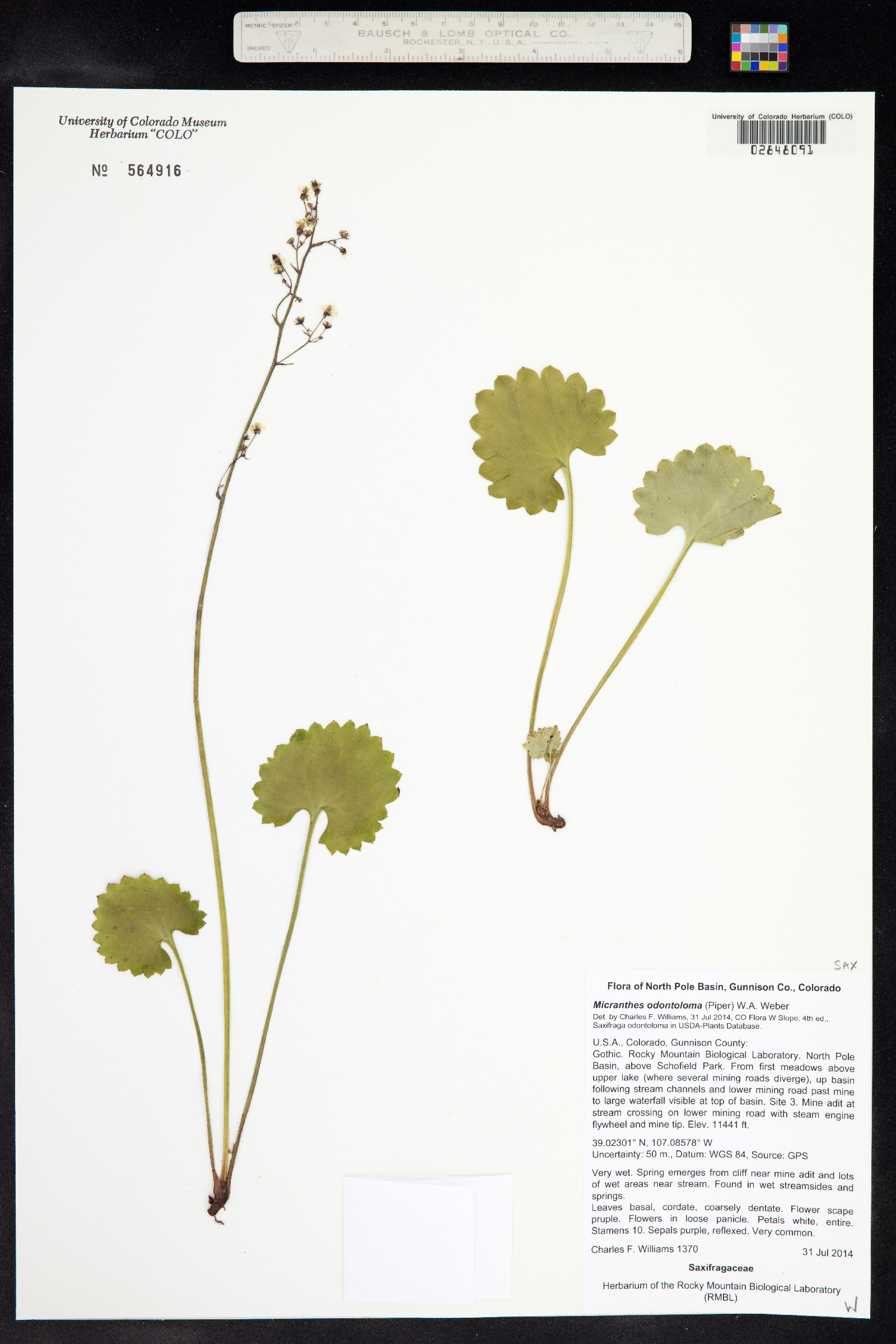 Micranthes odontoloma image