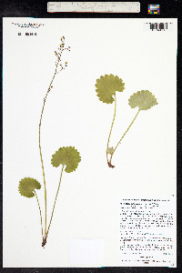Micranthes odontoloma image