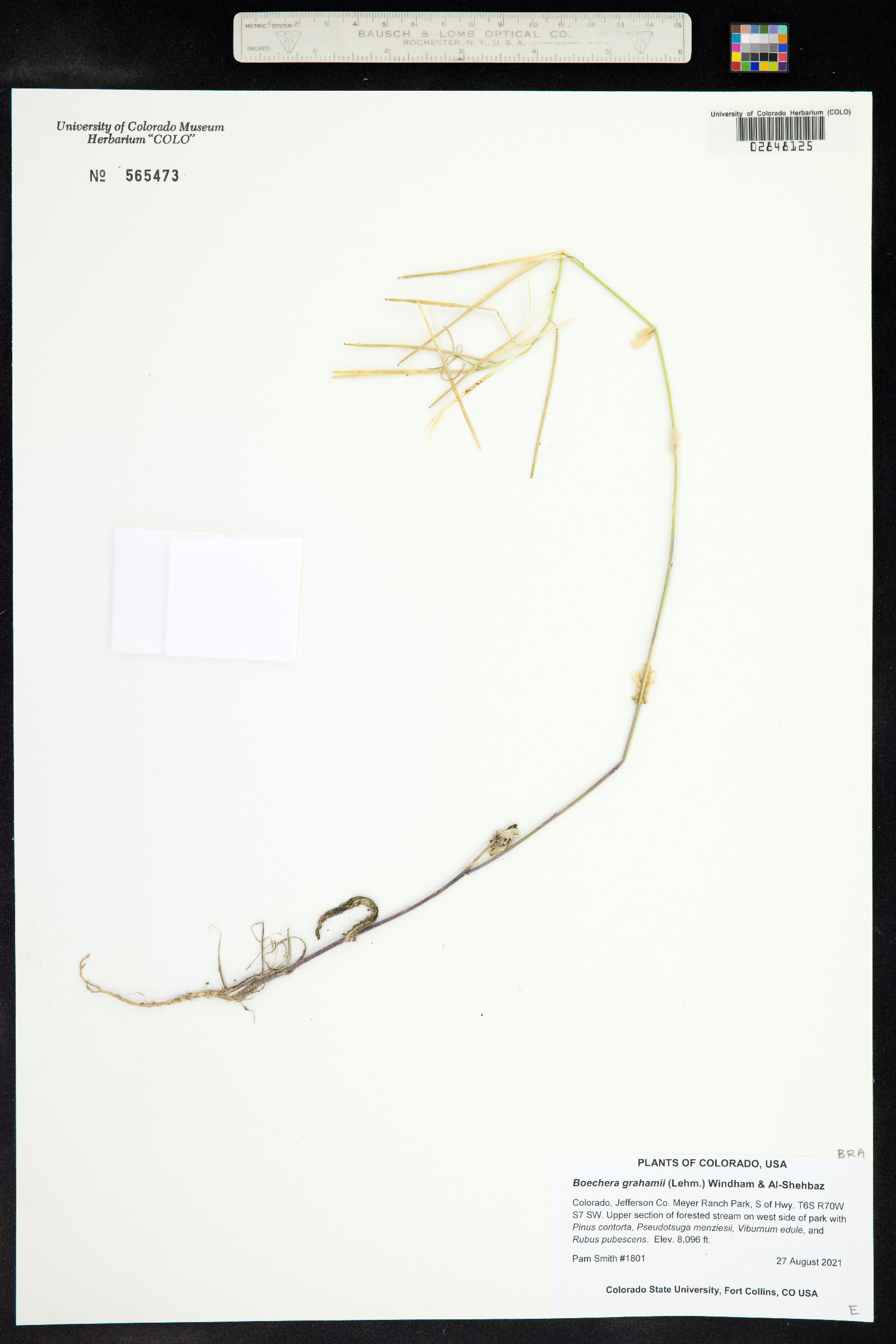 Boechera grahamii image