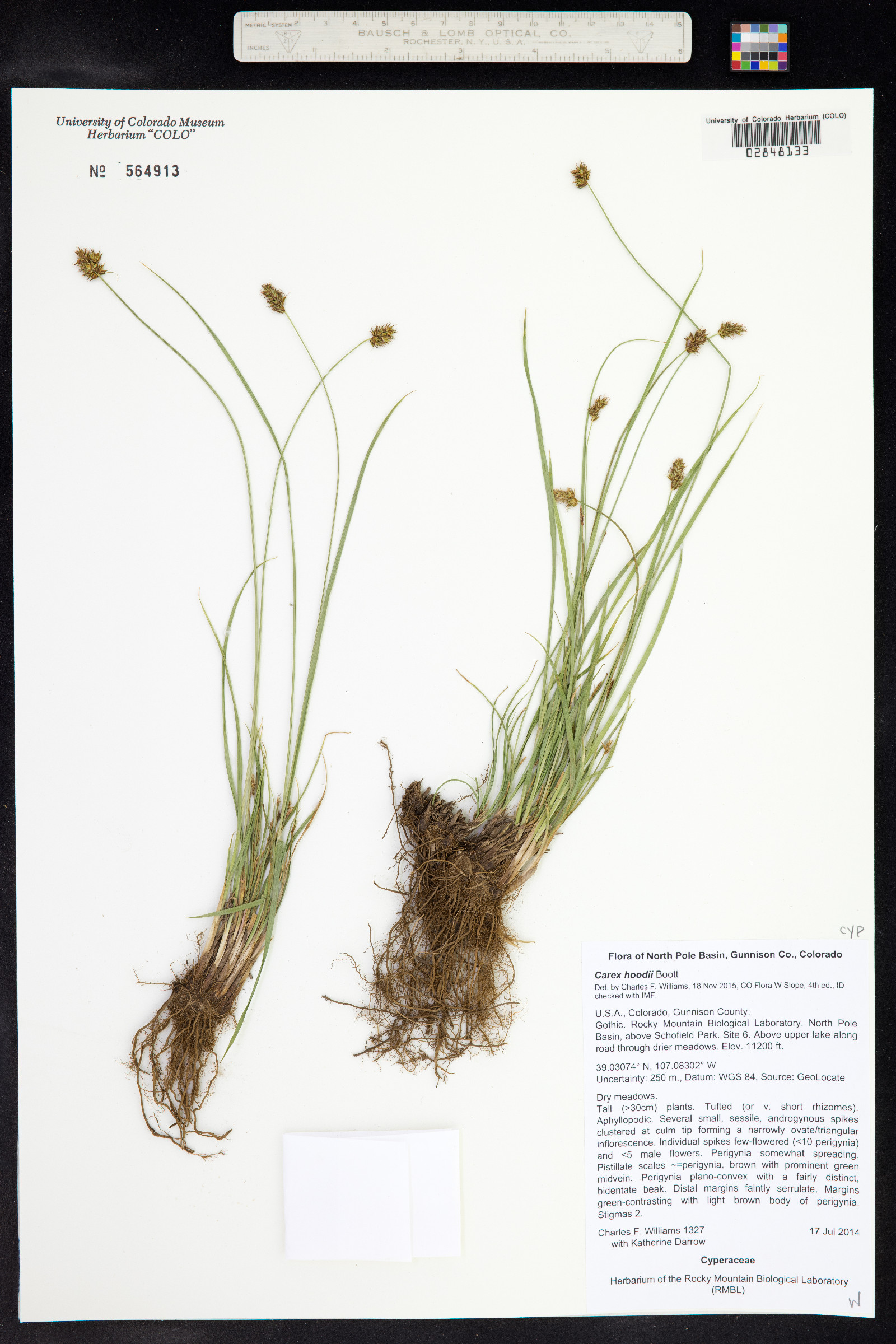 Carex hoodii image