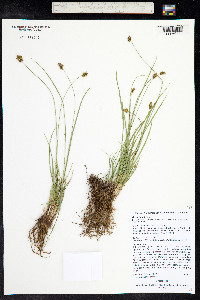 Carex hoodii image