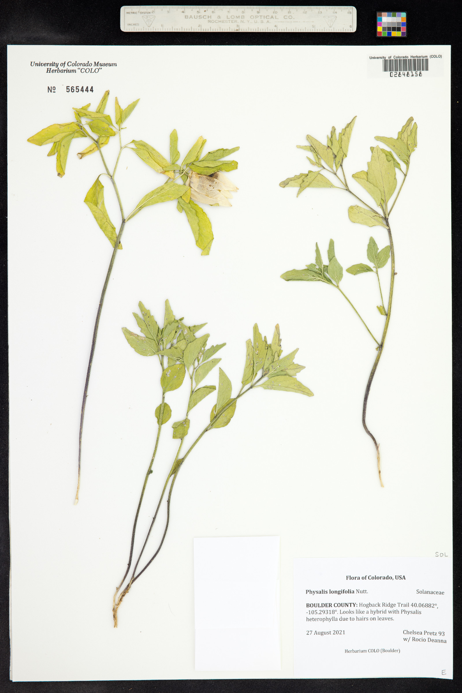 Physalis longifolia image