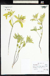 Physalis longifolia image