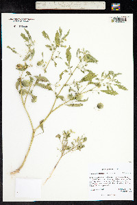 Physalis acutifolia image