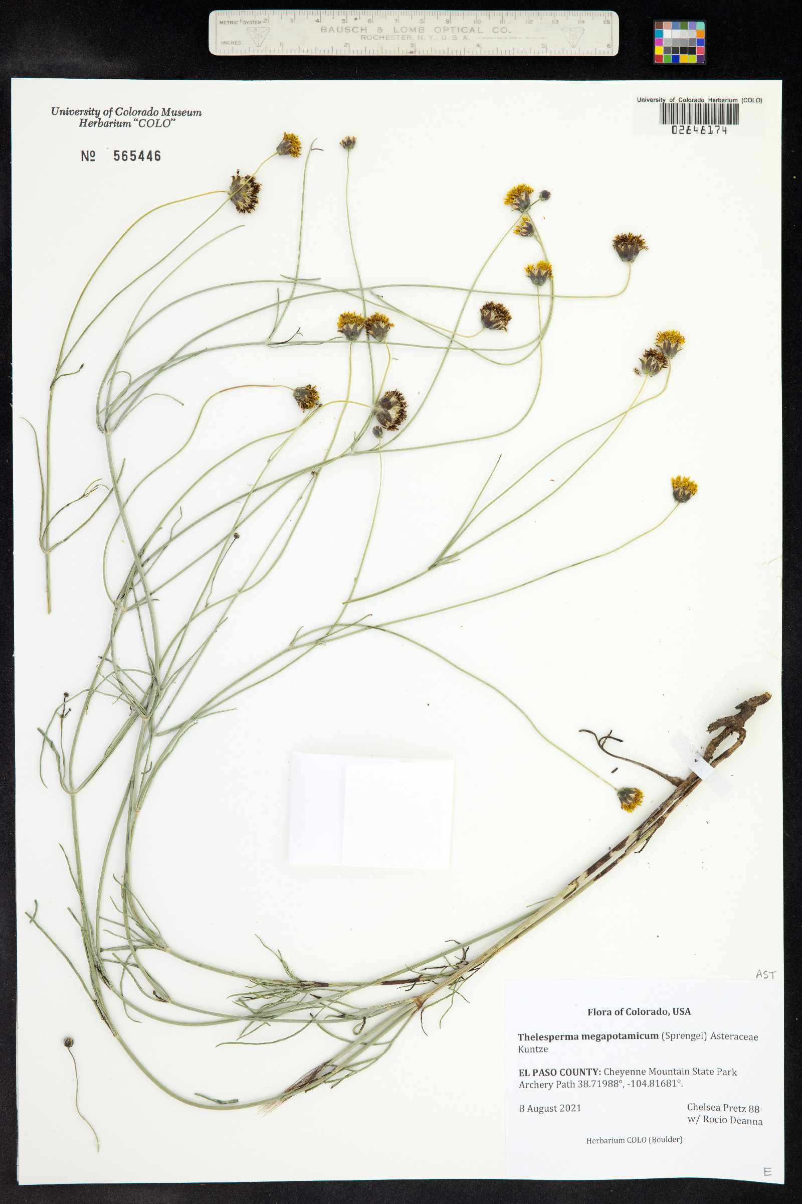 Thelesperma megapotamicum image