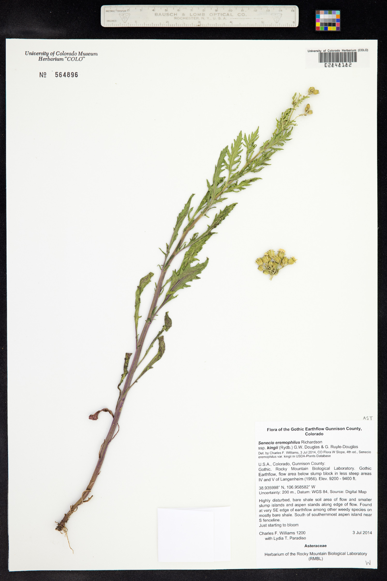 Senecio eremophilus image