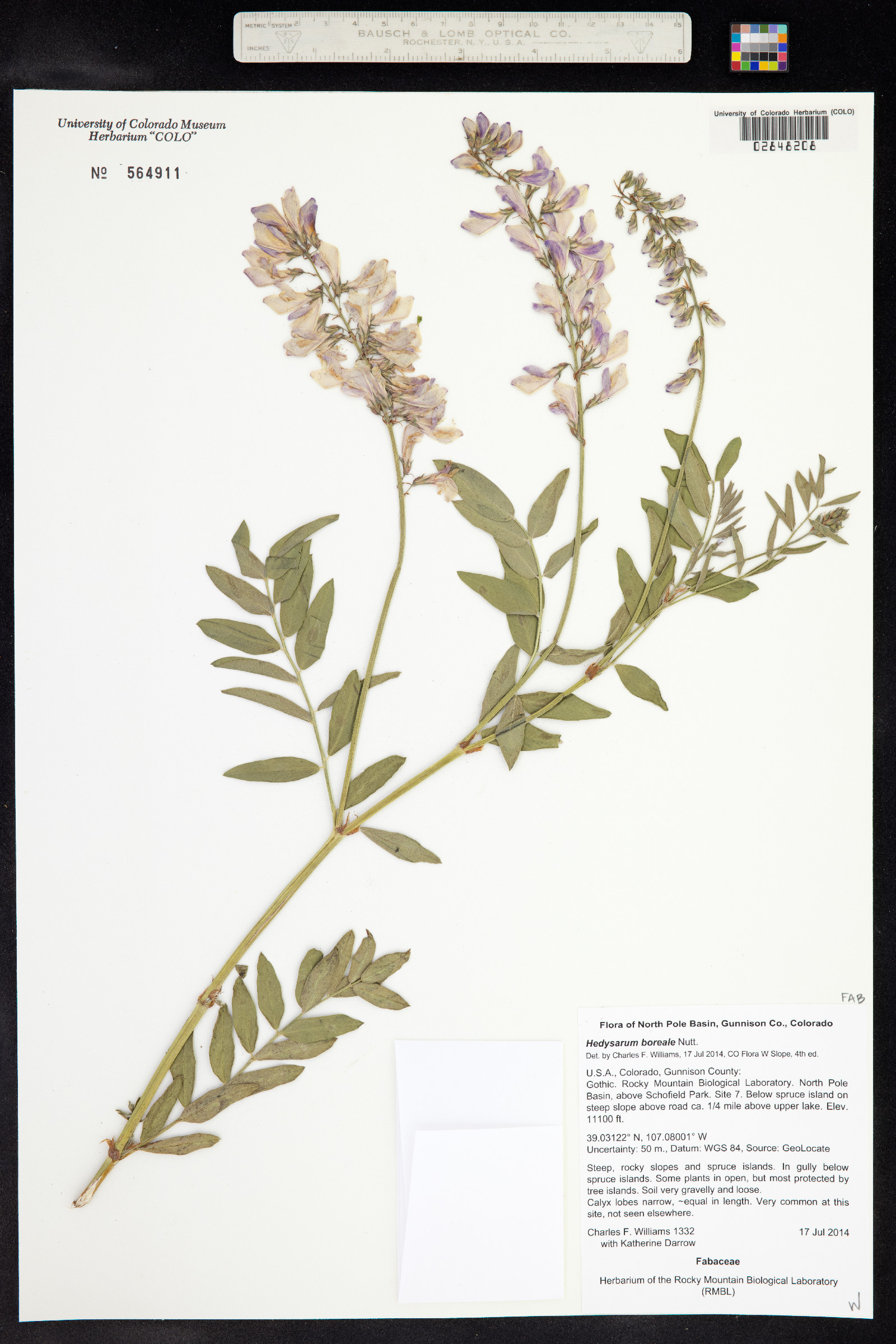 Hedysarum boreale image