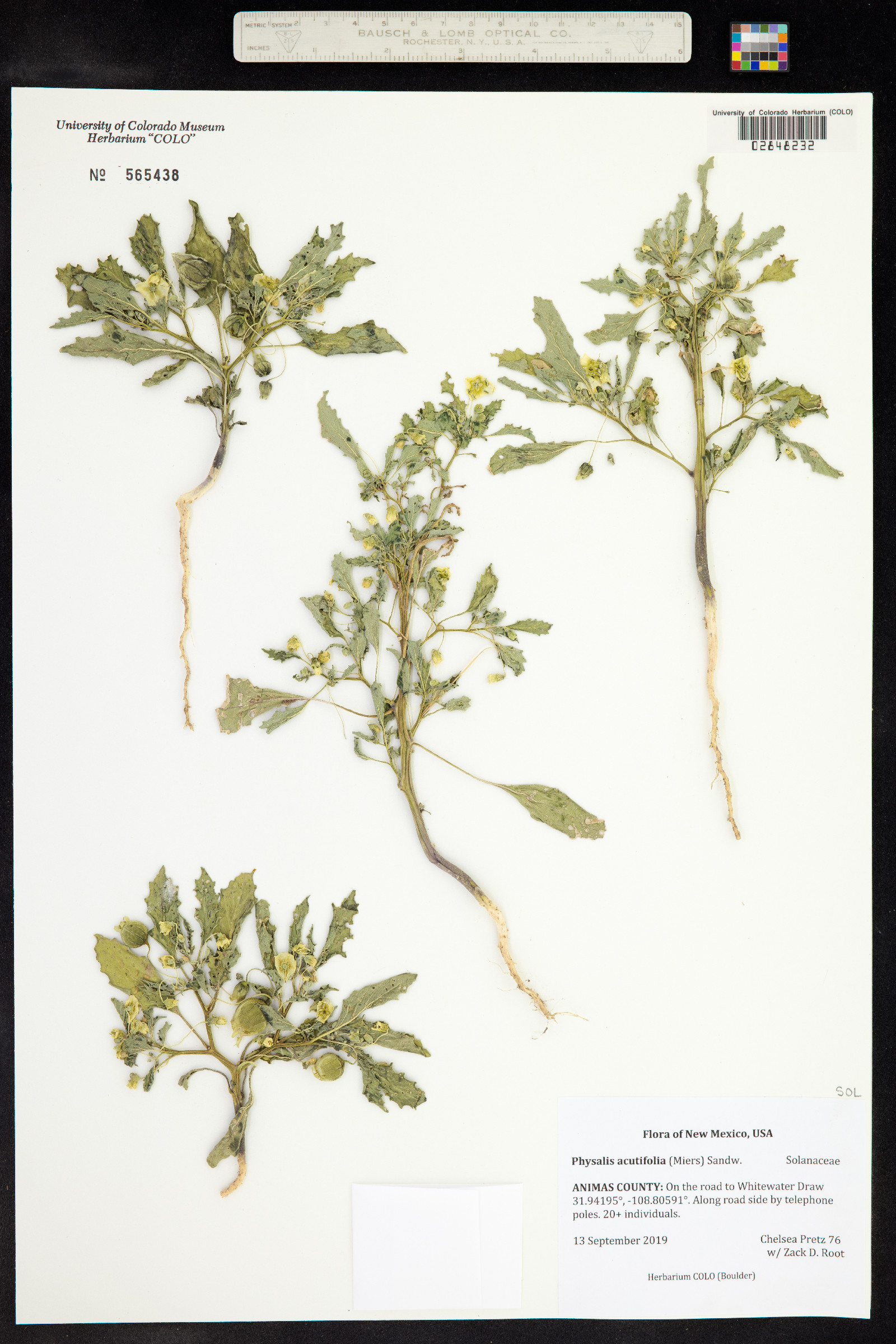 Physalis acutifolia image