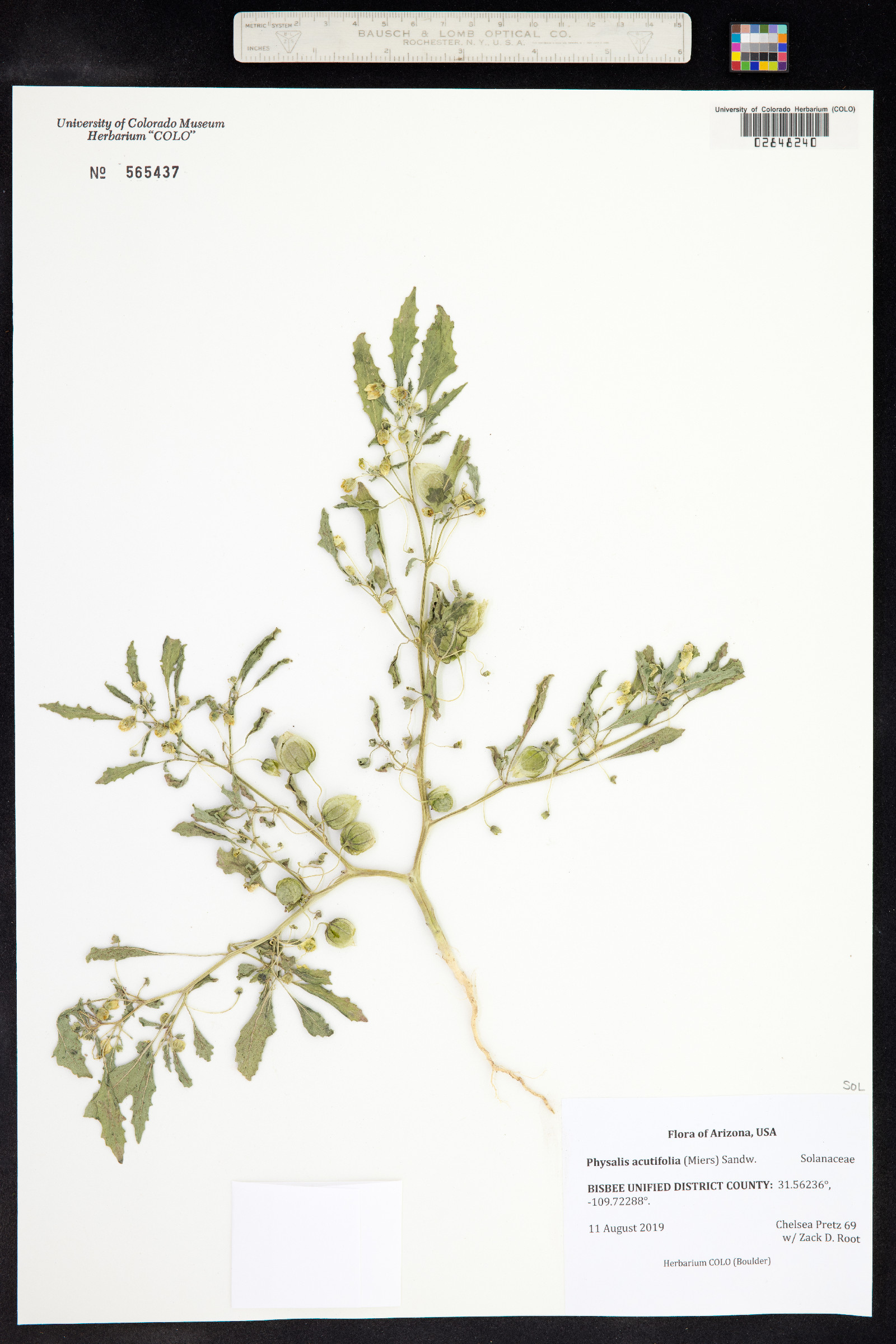 Physalis acutifolia image