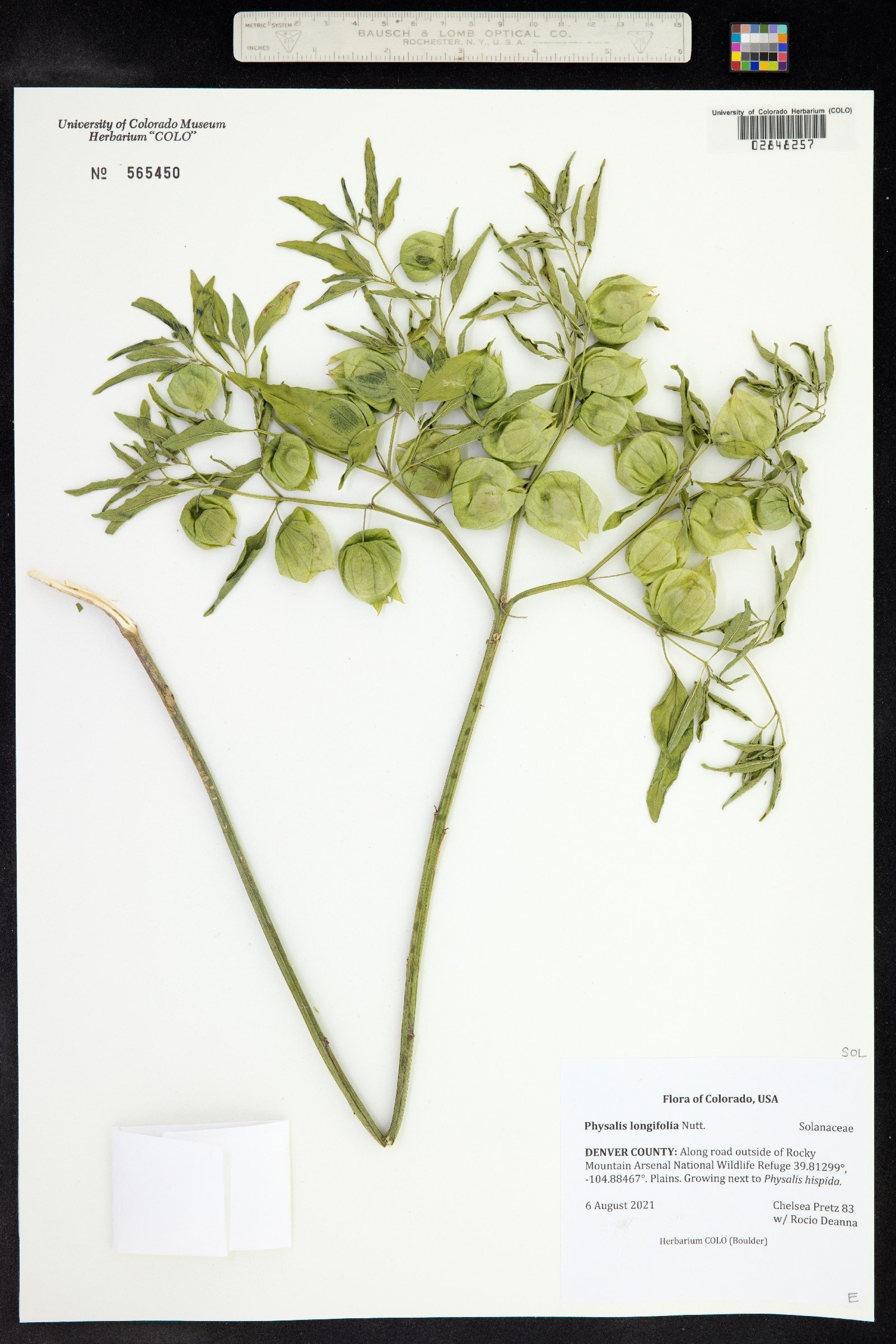 Physalis longifolia image