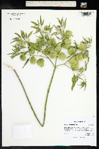 Physalis longifolia image