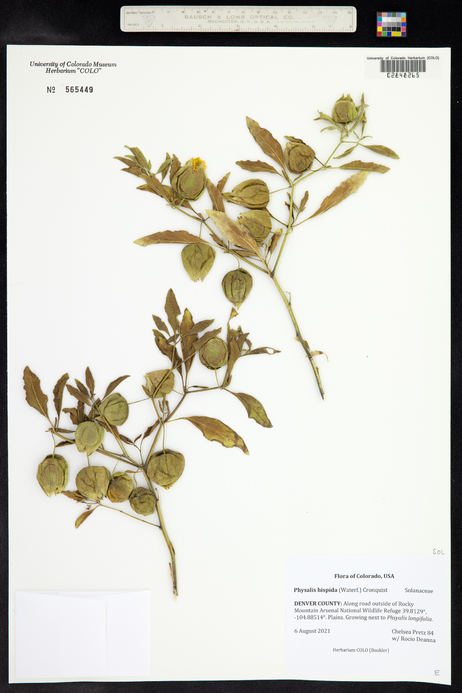 Physalis hispida image