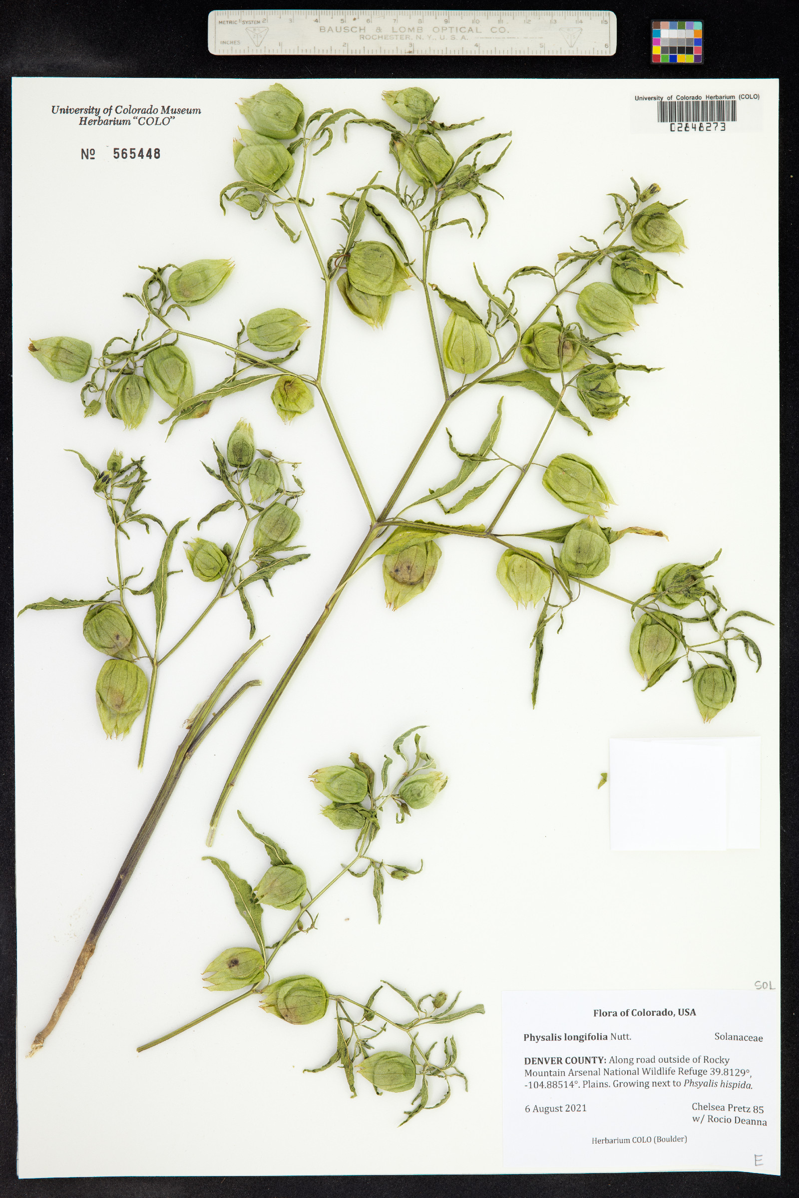 Physalis longifolia image