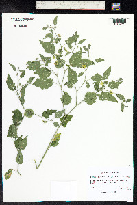 Physalis cinerascens image