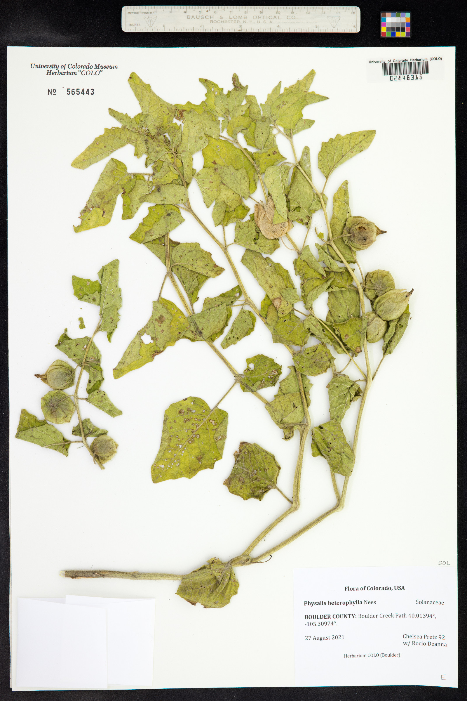 Physalis image
