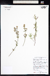 Galium boreale image