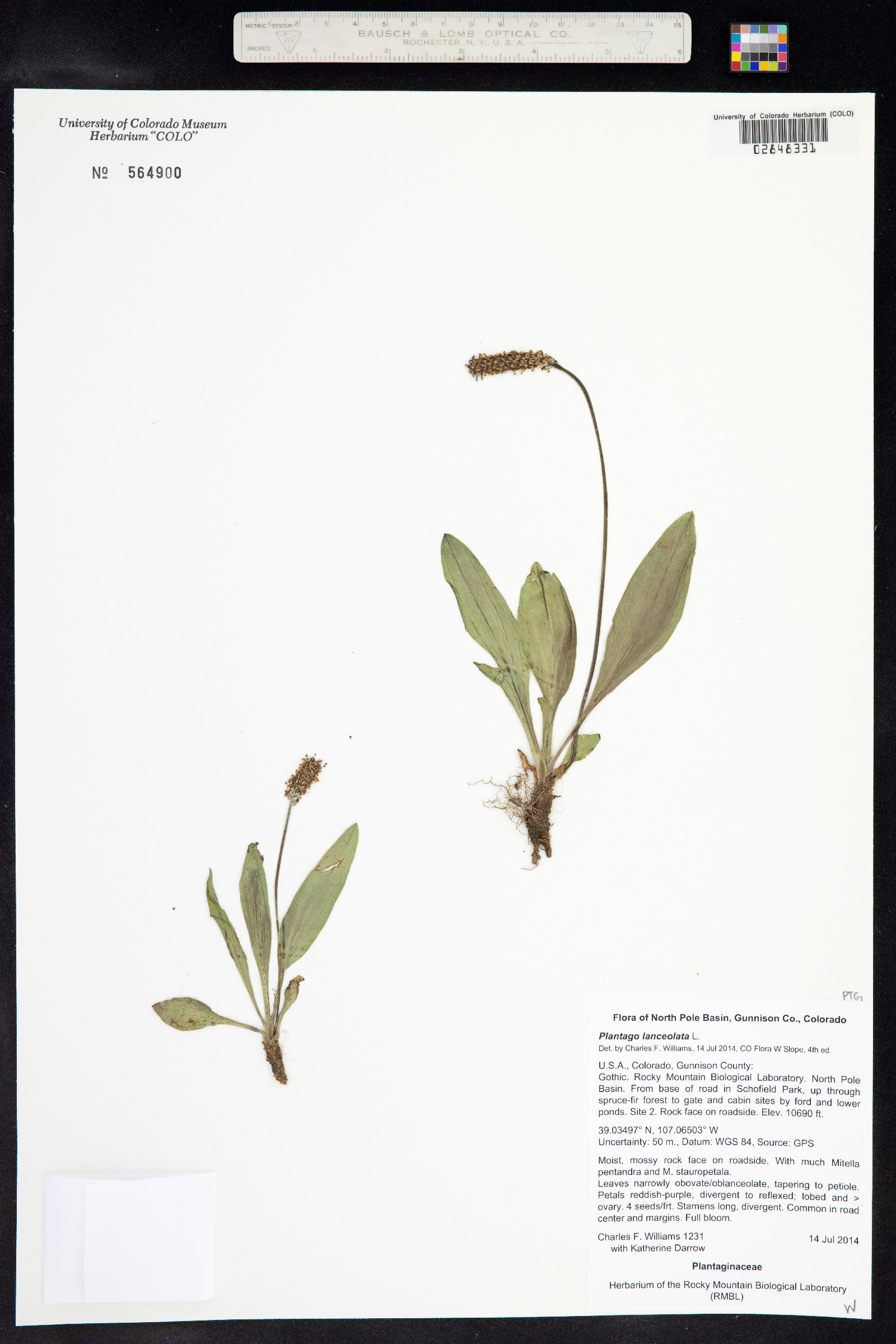 Plantago lanceolata image