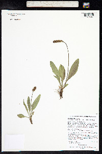 Plantago lanceolata image